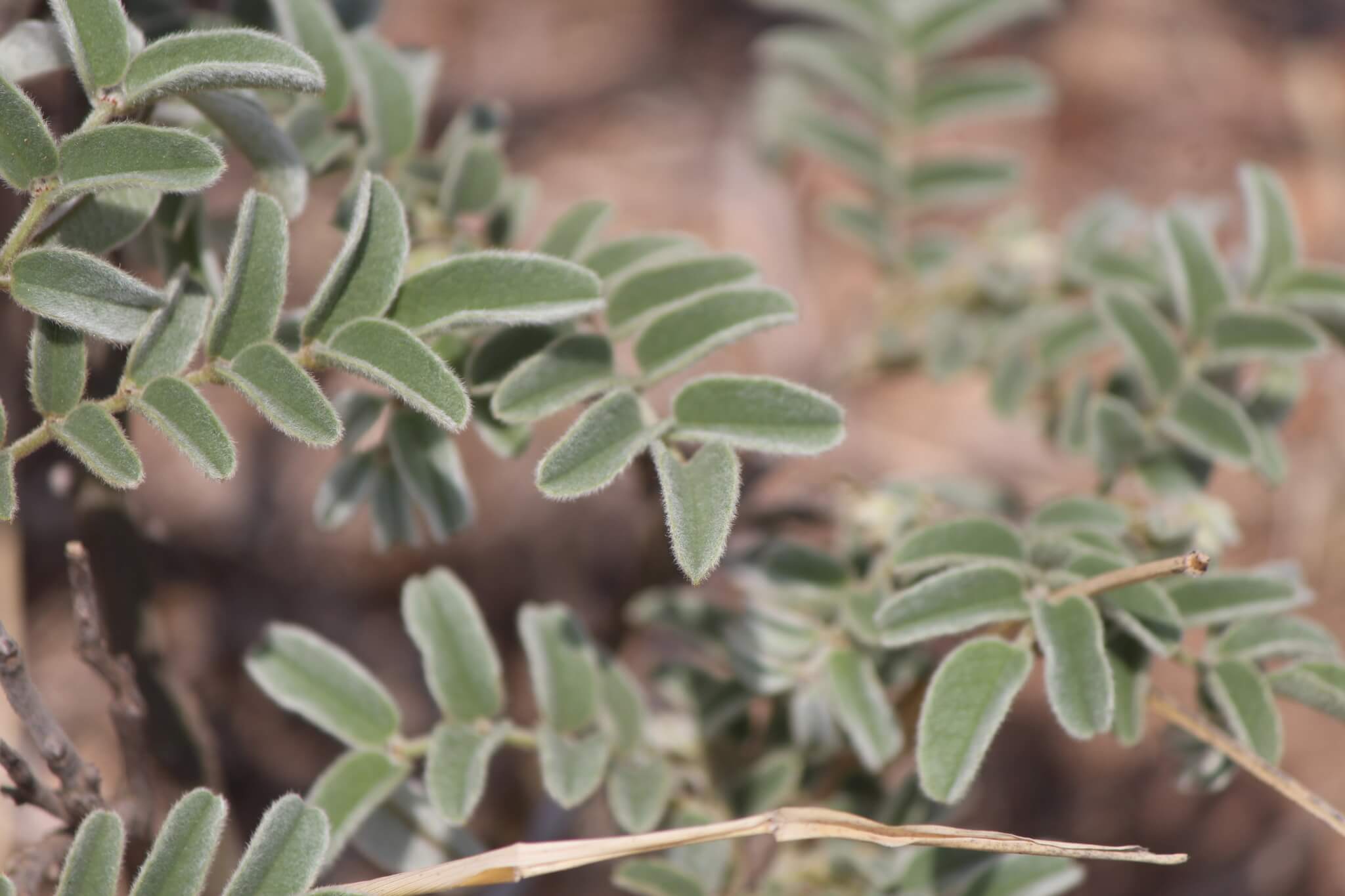 Brongniartia lupinoides 